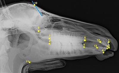 Cephalometric Study of the Overjet Development in Warmblood Foals